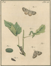 Load image into Gallery viewer, Sepp, Jan Christiaan  Plate III  Part 2  [Insects of the Netherlands]
