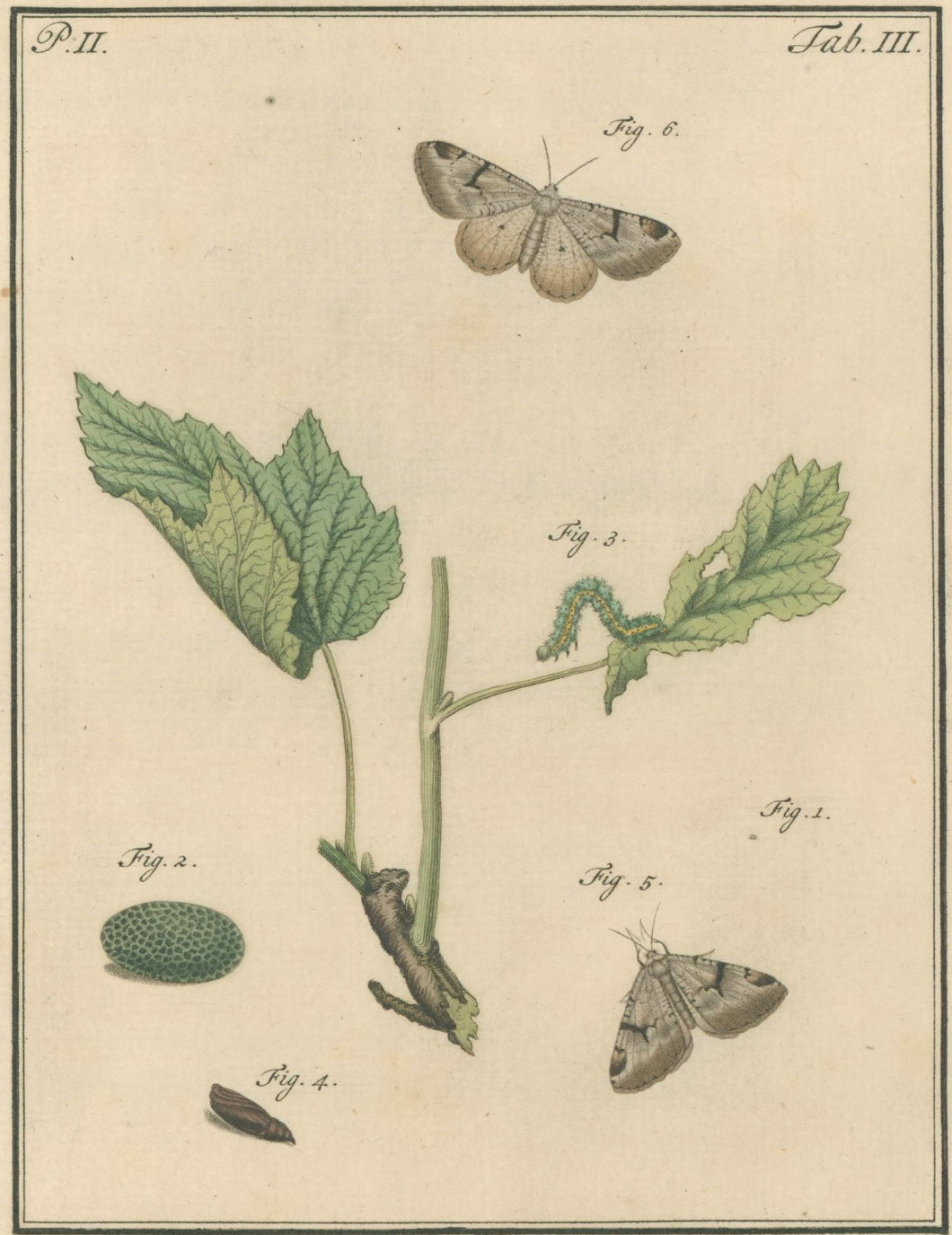 Sepp, Jan Christiaan  Plate III  Part 2  [Insects of the Netherlands]