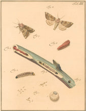 Load image into Gallery viewer, Sepp, Jan Christiaan  Plate III  [Insects of the Netherlands]
