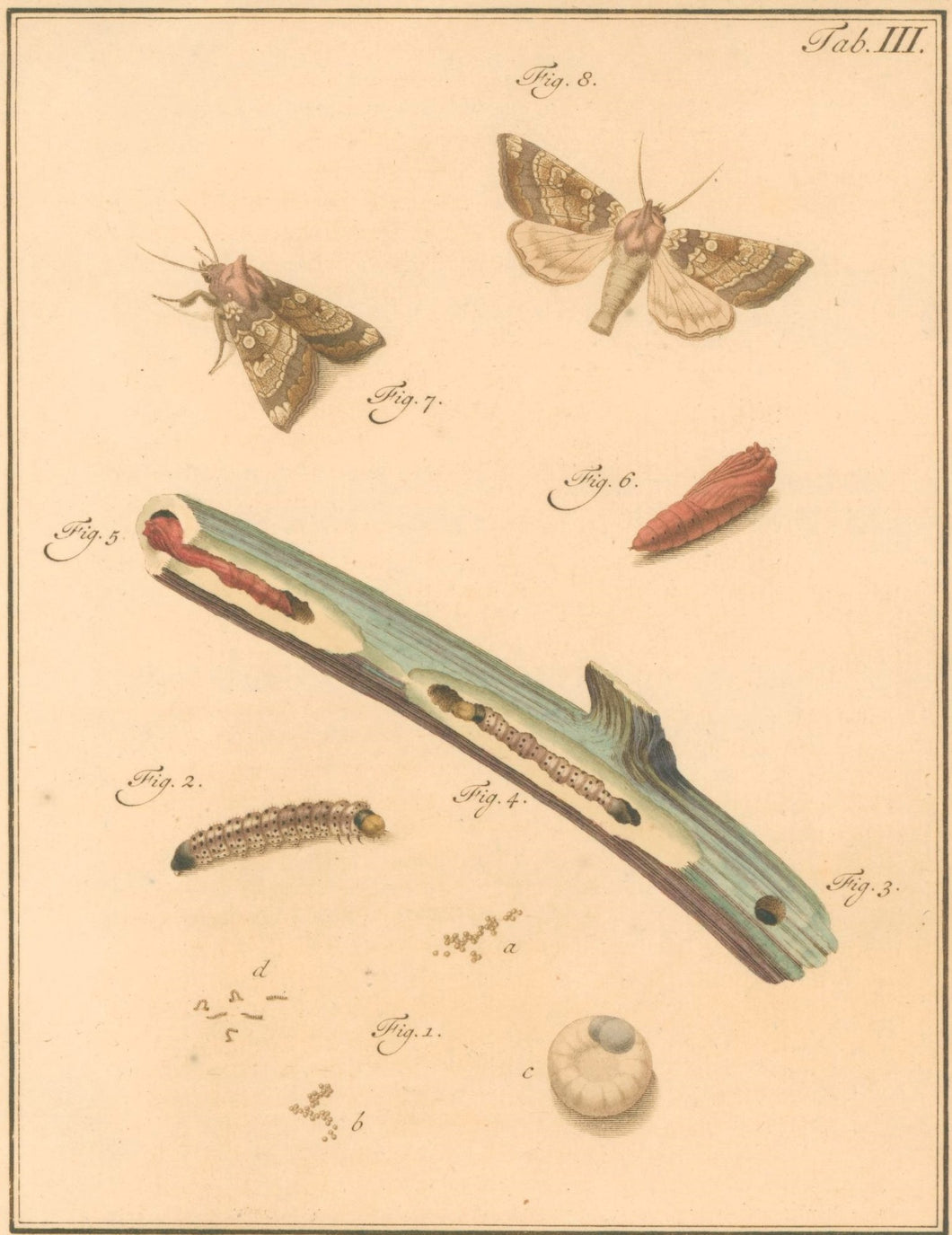 Sepp, Jan Christiaan  Plate III  [Insects of the Netherlands]