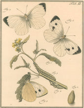 Load image into Gallery viewer, Sepp, Jan Christiaan  Plate II  [Insects of the Netherlands]
