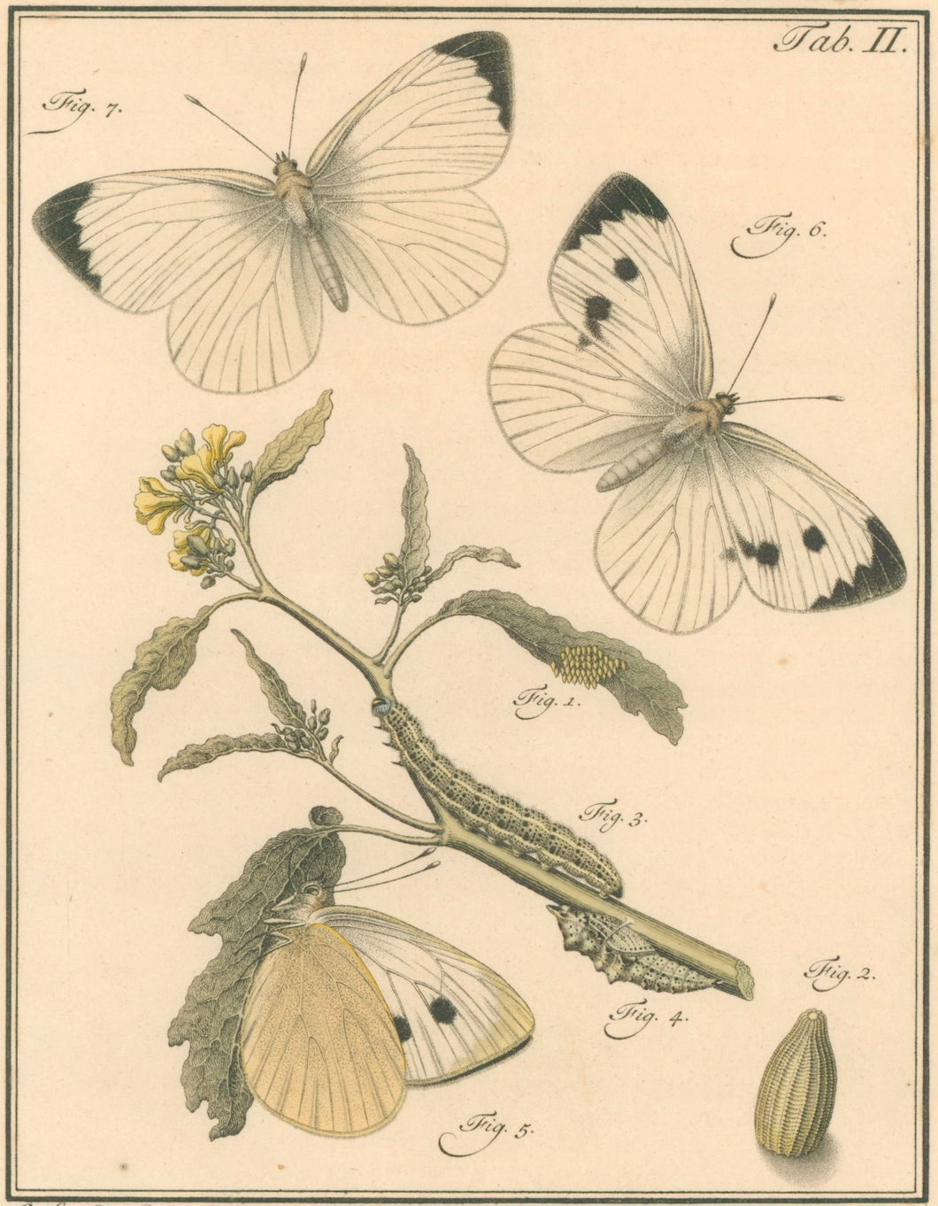 Sepp, Jan Christiaan  Plate II  [Insects of the Netherlands]