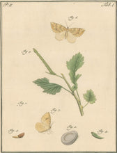 Load image into Gallery viewer, Sepp, Jan Christiaan  Plate I  Part 2  [Insects of the Netherlands]
