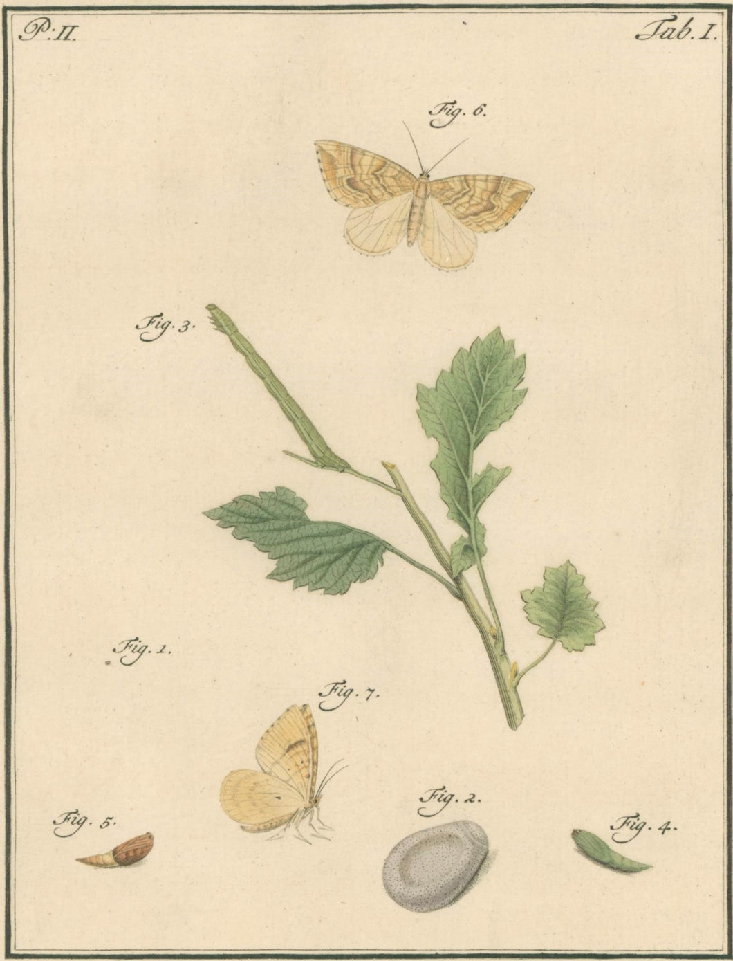 Sepp, Jan Christiaan  Plate I  Part 2  [Insects of the Netherlands]