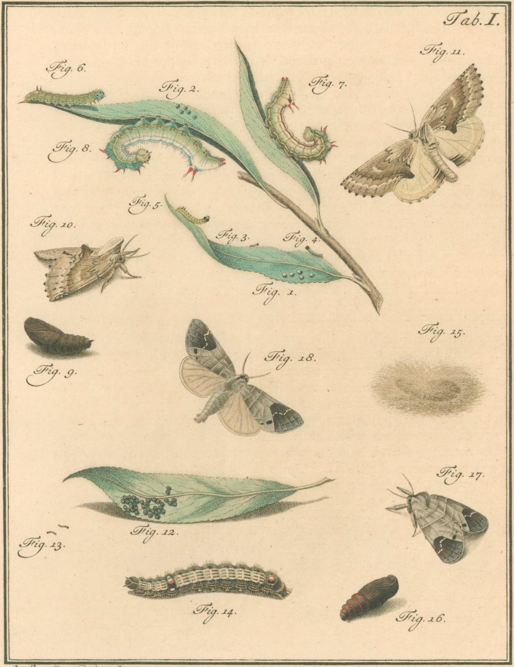 Sepp, Jan Christiaan   Plate I  [Insects of the Netherlands]