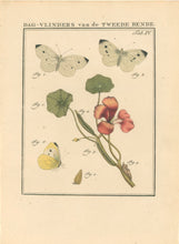 Load image into Gallery viewer, Sepp, Jan Christiaan   Plate IV  [Insects of the Netherlands]
