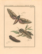 Load image into Gallery viewer, Sepp, Jan Christiaan  Plate IVb  [Insects of the Netherlands]
