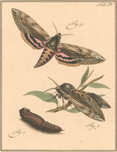 Load image into Gallery viewer, Sepp, Jan Christiaan  Plate IVb  [Insects of the Netherlands]
