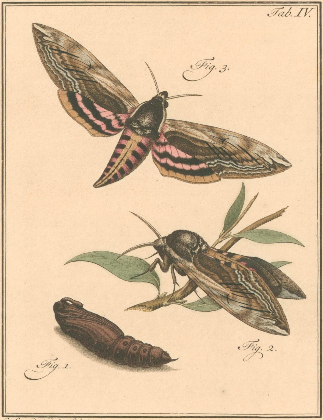 Sepp, Jan Christiaan  Plate IVb  [Insects of the Netherlands]