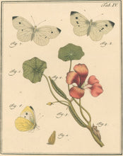 Load image into Gallery viewer, Sepp, Jan Christiaan   Plate IV  [Insects of the Netherlands]
