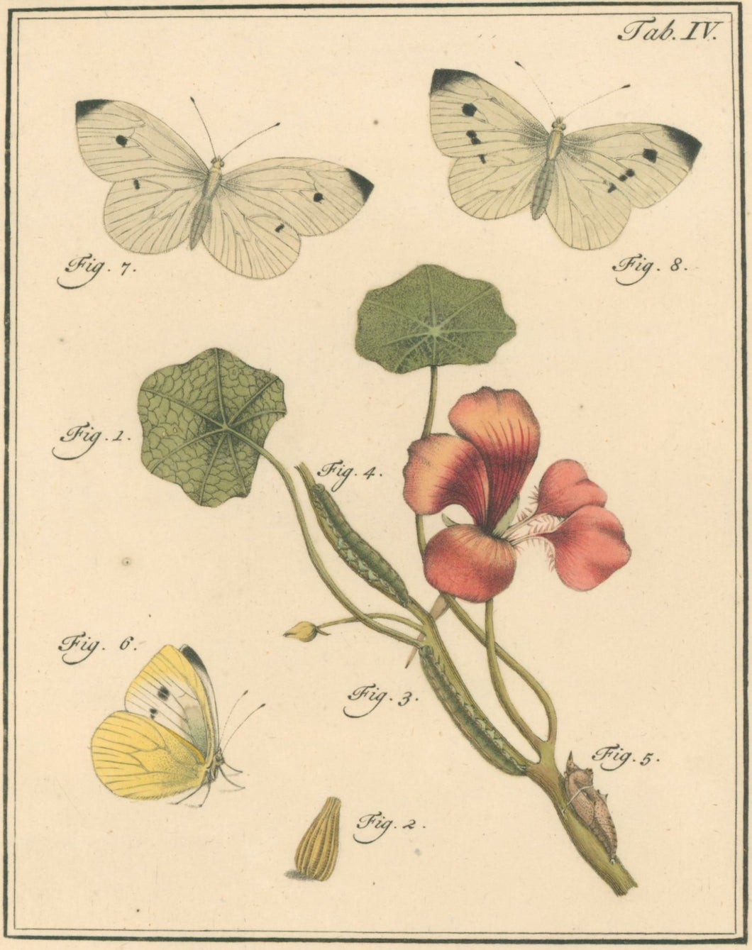 Sepp, Jan Christiaan   Plate IV  [Insects of the Netherlands]