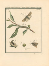 Load image into Gallery viewer, Sepp, Jan Christiaan  Plate IX  Part 3  [Insects of the Netherlands]
