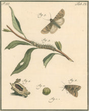 Load image into Gallery viewer, Sepp, Jan Christiaan  Plate IX  Part 3  [Insects of the Netherlands]
