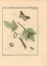 Load image into Gallery viewer, Sepp, Jan Christiaan  Plate V  [Insects of the Netherlands]
