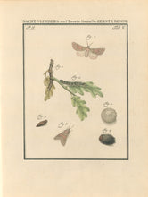 Load image into Gallery viewer, Sepp, Jan Christiaan  Plate V  Part 2  [Insects of the Netherlands]
