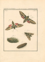 Load image into Gallery viewer, Sepp, Jan Christiaan  Plate V  Part 3  [Insects of the Netherlands]
