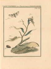 Load image into Gallery viewer, Sepp, Jan Christiaan  Plate VI  [Insects of the Netherlands]
