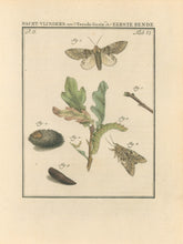 Load image into Gallery viewer, Sepp, Jan Christiaan  Plate VI  Part 2  [Insects of the Netherlands]
