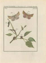 Load image into Gallery viewer, Sepp, Jan Christiaan  Plate VII  Part 2  [Insects of the Netherlands]
