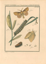 Load image into Gallery viewer, Sepp, Jan Christiaan   Plate VIII  [Insects of the Netherlands]
