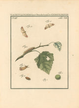 Load image into Gallery viewer, Sepp, Jan Christiaan  Plate VIII  Part 3  [Insects of the Netherlands]
