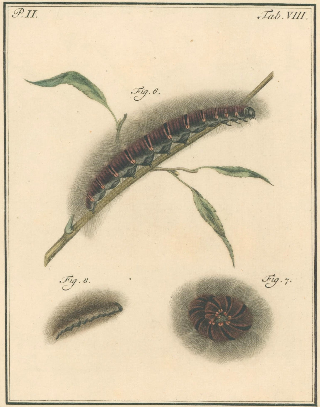 Sepp, Jan Christiaan  Plate VIIIa  Part 2  [Insects of the Netherlands]