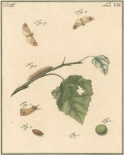 Load image into Gallery viewer, Sepp, Jan Christiaan  Plate VIII  Part 3  [Insects of the Netherlands]
