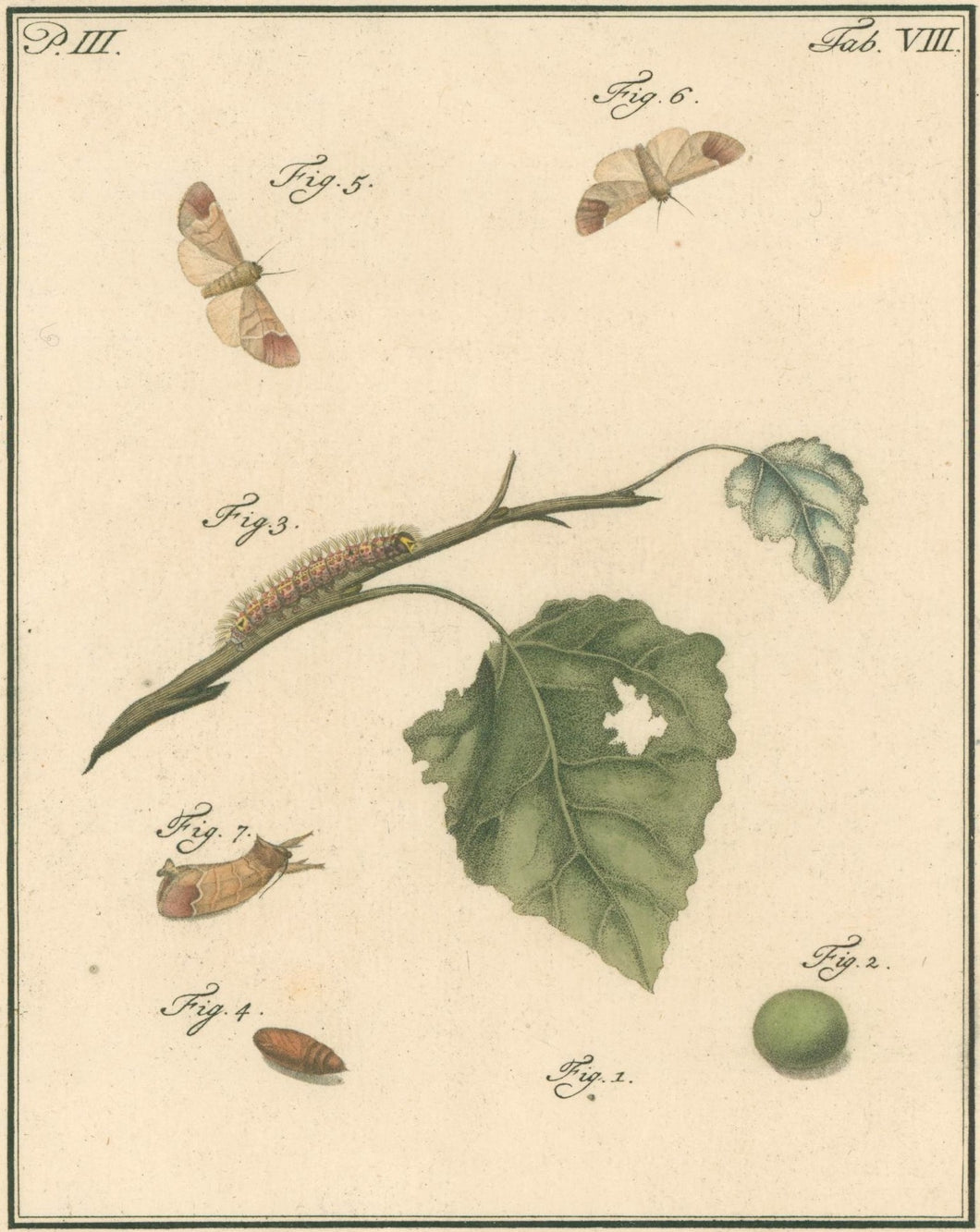 Sepp, Jan Christiaan  Plate VIII  Part 3  [Insects of the Netherlands]