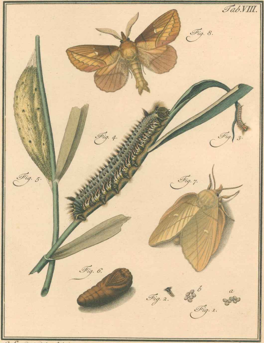 Sepp, Jan Christiaan   Plate VIII  [Insects of the Netherlands]