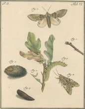 Load image into Gallery viewer, Sepp, Jan Christiaan  Plate VI  Part 2  [Insects of the Netherlands]
