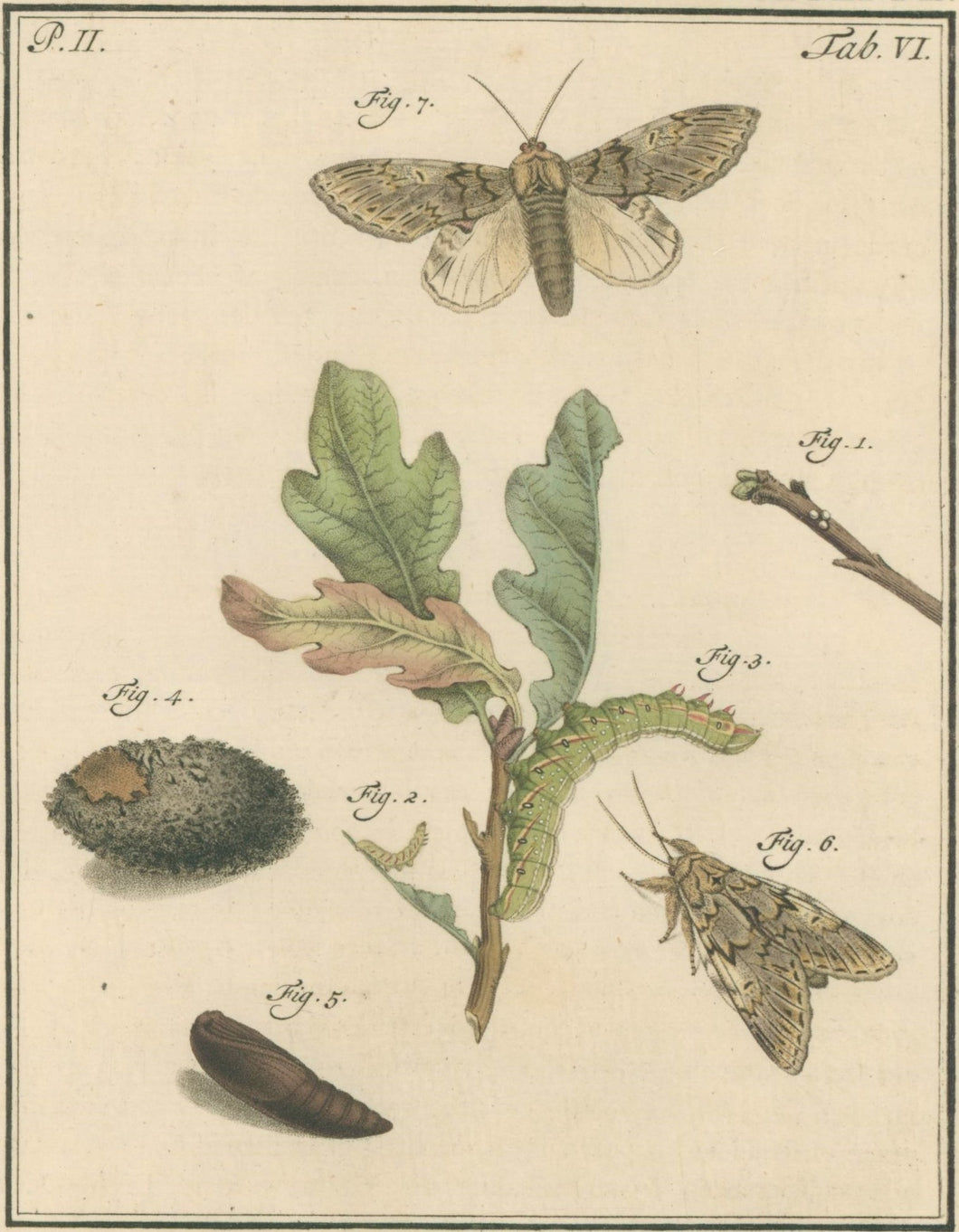 Sepp, Jan Christiaan  Plate VI  Part 2  [Insects of the Netherlands]