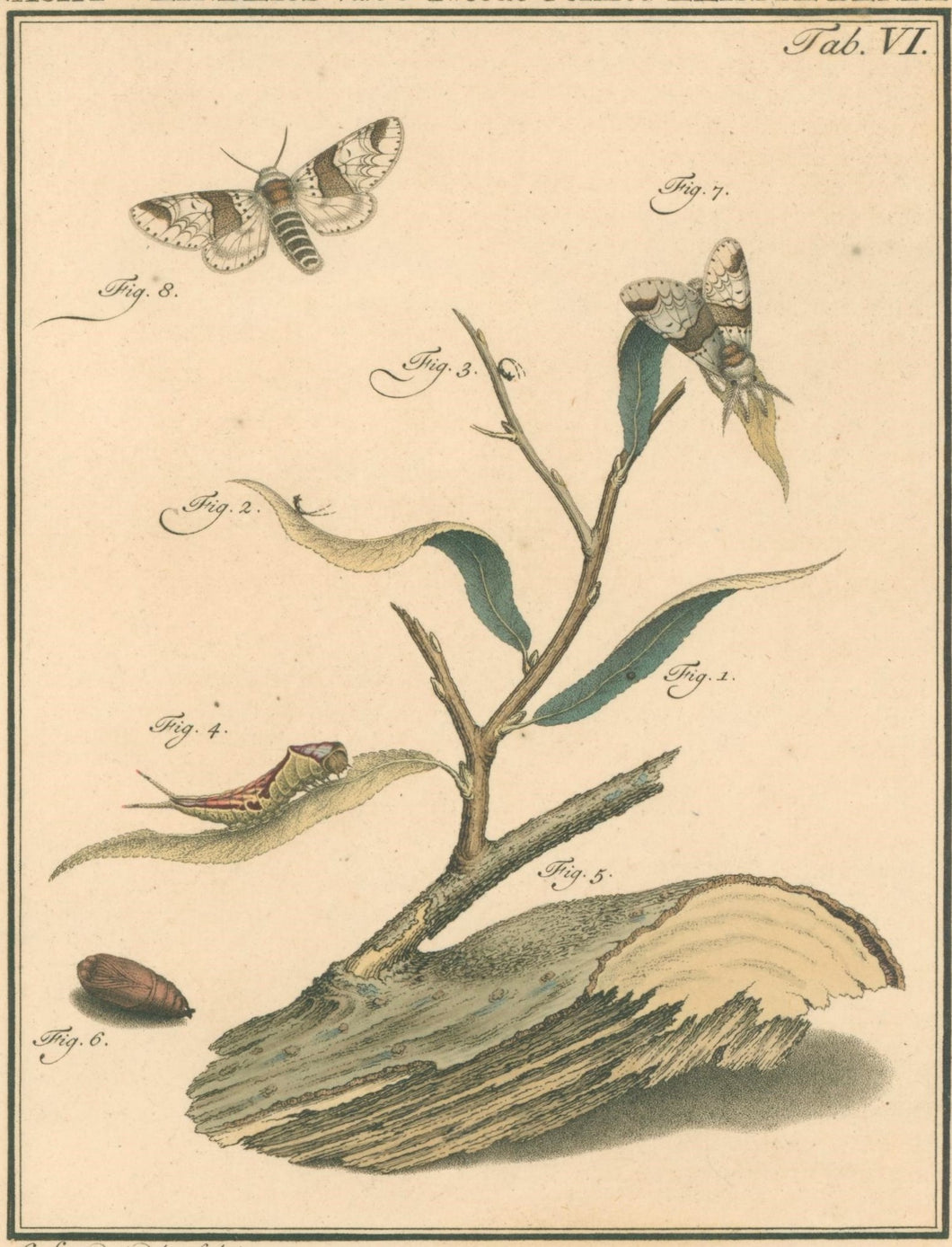 Sepp, Jan Christiaan  Plate VI  [Insects of the Netherlands]