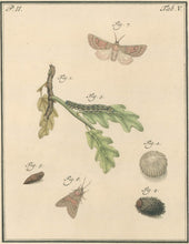 Load image into Gallery viewer, Sepp, Jan Christiaan  Plate V  Part 2  [Insects of the Netherlands]
