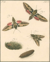 Load image into Gallery viewer, Sepp, Jan Christiaan  Plate V  Part 3  [Insects of the Netherlands]
