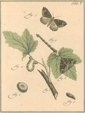 Load image into Gallery viewer, Sepp, Jan Christiaan  Plate V  [Insects of the Netherlands]
