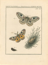 Load image into Gallery viewer, Sepp, Jan Christiaan    Plate XI  [Insects of the Netherlands]
