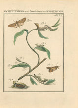 Load image into Gallery viewer, Sepp, Jan Christiaan  Plate XII  [Insects of the Netherlands]
