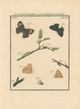 Load image into Gallery viewer, Sepp, Jan Christiaan  Plate XII  Part 3  [Insects of the Netherlands]
