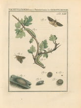 Load image into Gallery viewer, Sepp, Jan Christiaan  Plate XIII  [Insects of the Netherlands]
