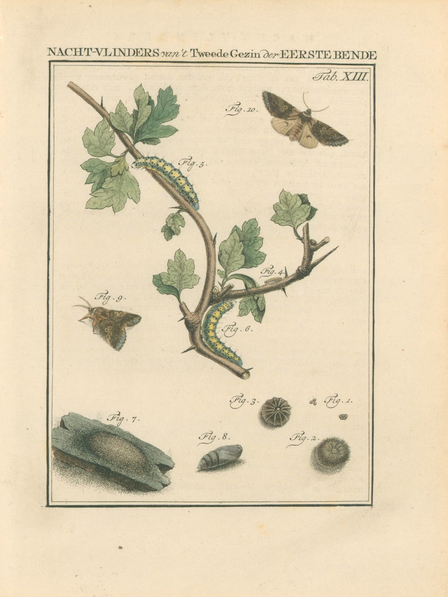 Sepp, Jan Christiaan Plate XIII [Insects of the Netherlands ...