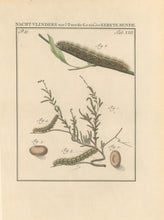 Load image into Gallery viewer, Sepp, Jan Christiaan  Plate XIII  Part 2  [Insects of the Netherlands]
