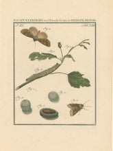 Load image into Gallery viewer, Sepp, Jan Christiaan  Plate XIII  Part 3  [Insects of the Netherlands]
