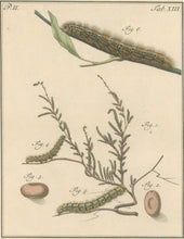 Load image into Gallery viewer, Sepp, Jan Christiaan  Plate XIII  Part 2  [Insects of the Netherlands]
