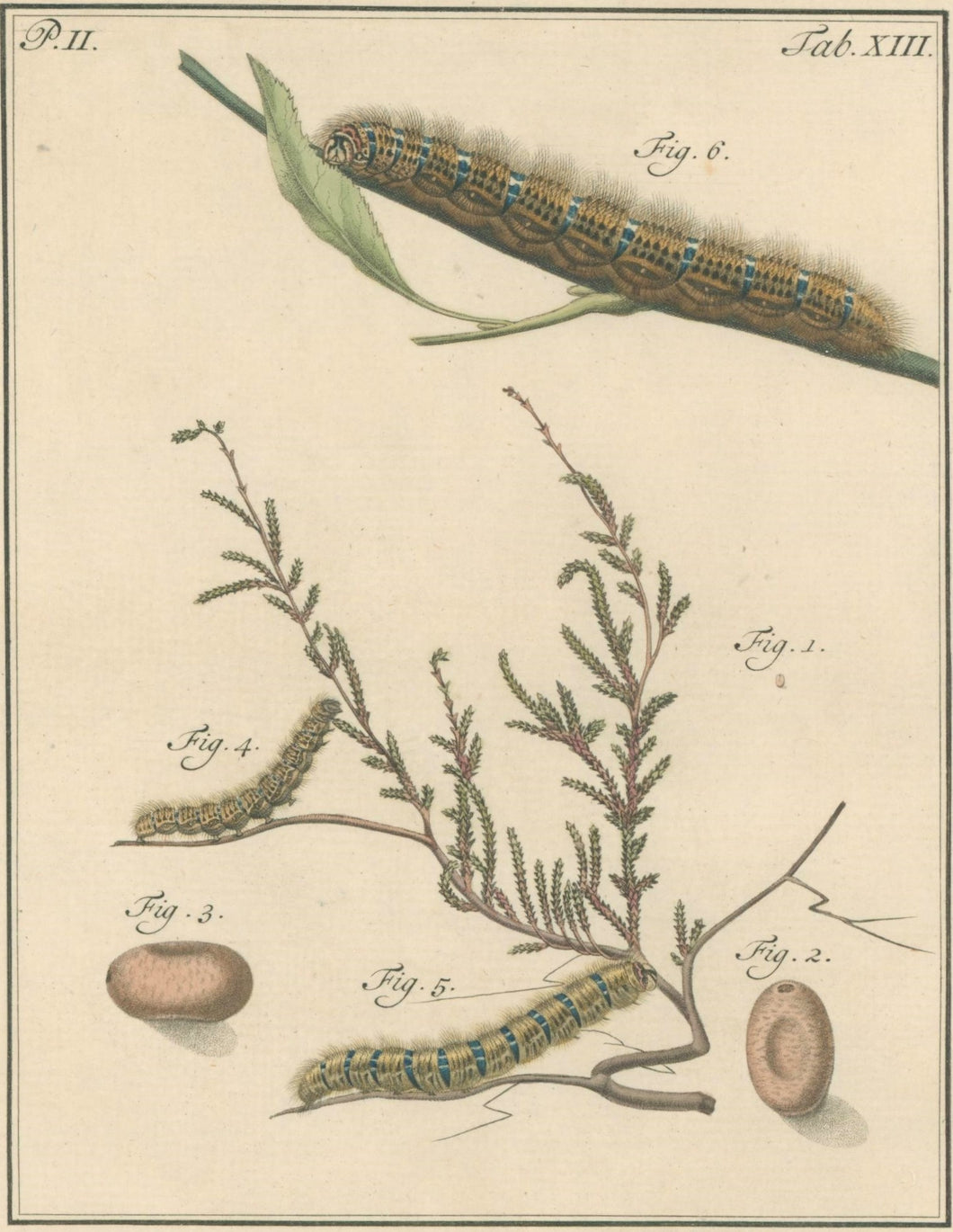 Sepp, Jan Christiaan  Plate XIII  Part 2  [Insects of the Netherlands]