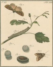 Load image into Gallery viewer, Sepp, Jan Christiaan  Plate XIII  Part 3  [Insects of the Netherlands]
