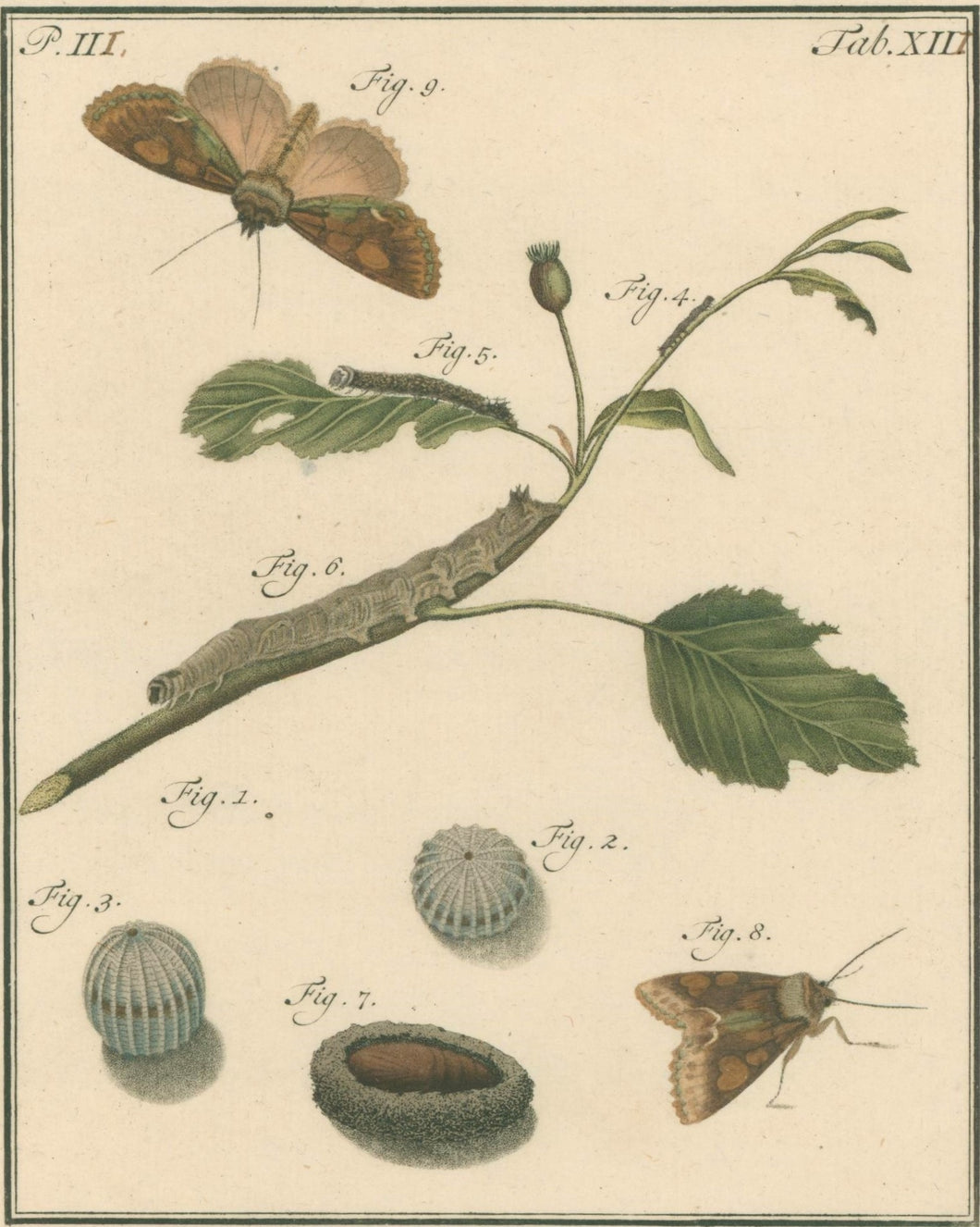 Sepp, Jan Christiaan  Plate XIII  Part 3  [Insects of the Netherlands]