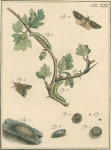 Load image into Gallery viewer, Sepp, Jan Christiaan  Plate XIII  [Insects of the Netherlands]
