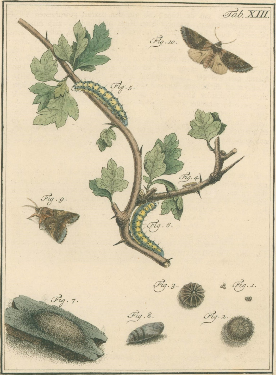 Sepp, Jan Christiaan  Plate XIII  [Insects of the Netherlands]