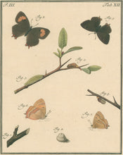 Load image into Gallery viewer, Sepp, Jan Christiaan  Plate XII  Part 3  [Insects of the Netherlands]
