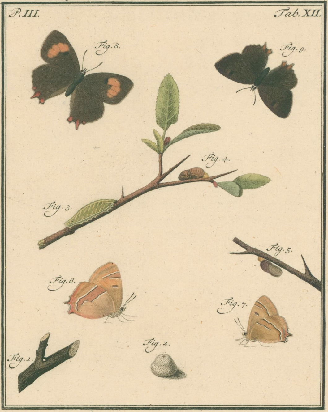 Sepp, Jan Christiaan  Plate XII  Part 3  [Insects of the Netherlands]